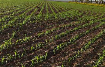 Emerge el maíz zafriña 2023 en una parcela con buenas perspectivas de producción. Foto gentileza de UGP.