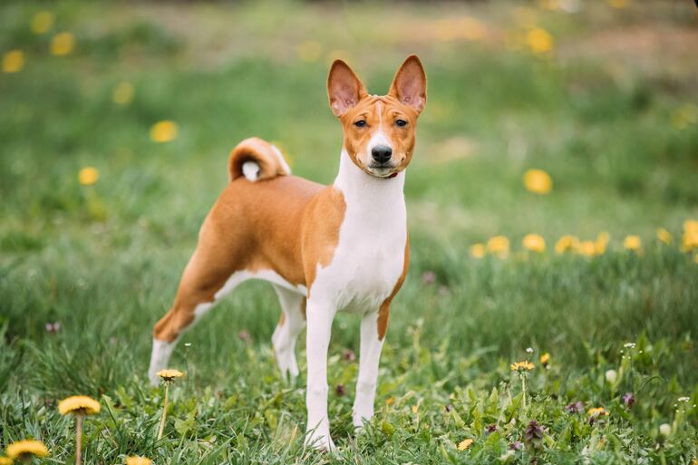 Perro de la raza basenji.