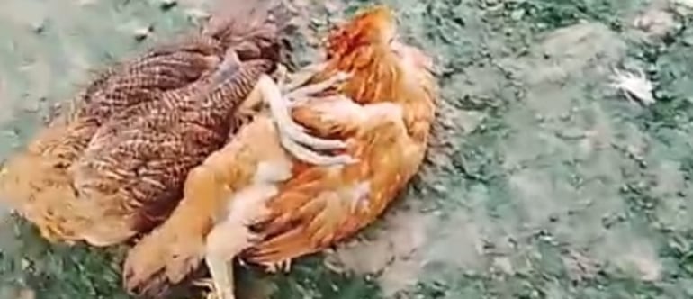 Las gallinas muertas por causas desconocidas.