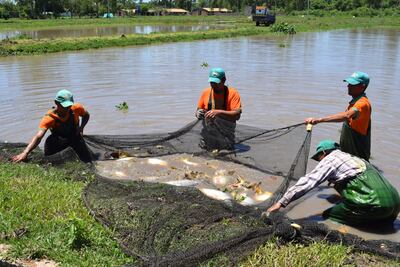 EcoPez produce especies como surubí, pacú, carpa común, carpa húngara, carpa koi y tilapia.