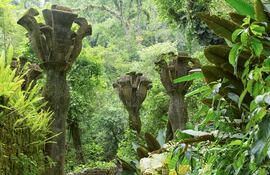 Xilitla, Mexico: Jardines de Las Pozas.