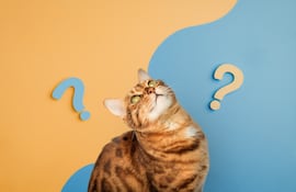 Gato confundido. Imagen ilustrativa.