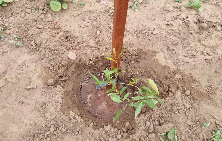Por cada árbol retirado, el compromiso de las constructoras es plantar tres arbolitos.