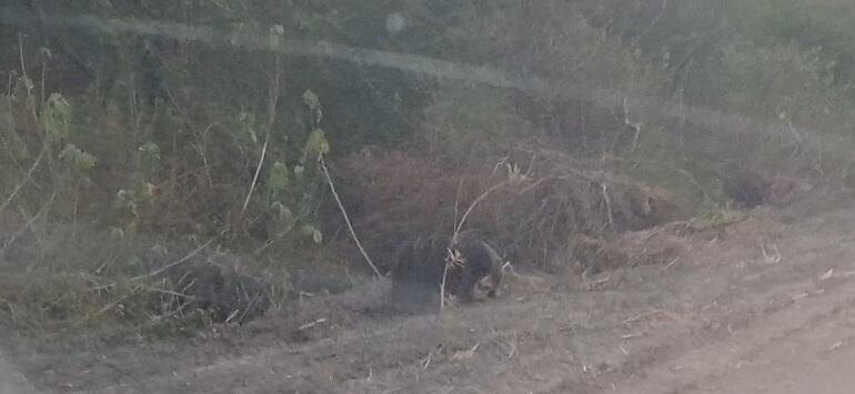 Un oso hormiguero en busca de llegar hasta donde aùn hay agua.