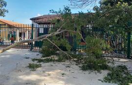 Parte del árbol que cayó sobre un niño del preescolar de la escuela Isaac Cabrera de la ciudad de San Antonio.