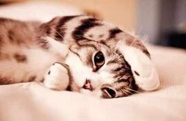 La enfermedad de los oídos llamada otitis, es la inflamación del conducto auditivo que afecta a perros y gatos. La otitis externa afecta el pabellón de la oreja. La otitis media puede llegar a afectar el tímpano y la otitis interna afecta la estructura interna del oído.