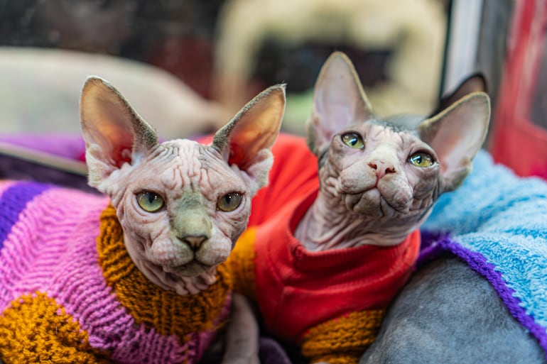 Gatos sphynx con abrigos para invierno.