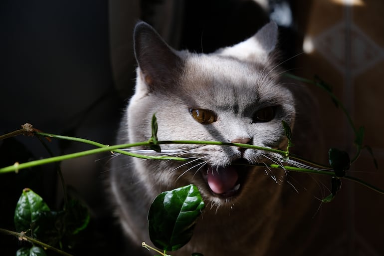 Si tu gato mordió una planta, alejalo de inmediato, retirale con suavidad los fragmentos visibles de la boca y guardá una muestra o sacale una foto a la especie.