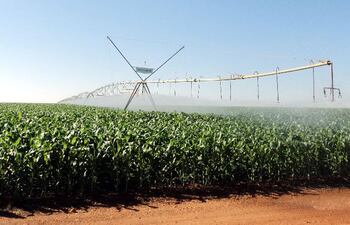 Cultivo de maíz. Precios globales de los alimentos subieron en marzo, según FAO.