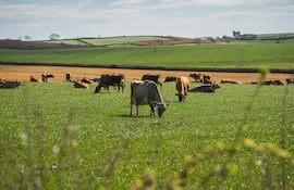 La ventaja competitiva del pastoreo racional