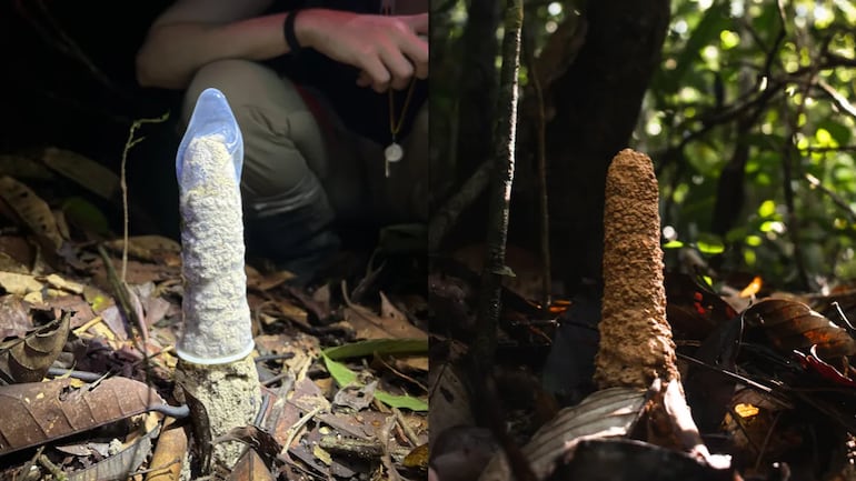Una torre de cigarras sellada con un preservativo.