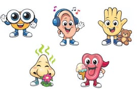 Los órganos sensoriales