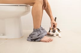 Gato en el baño.