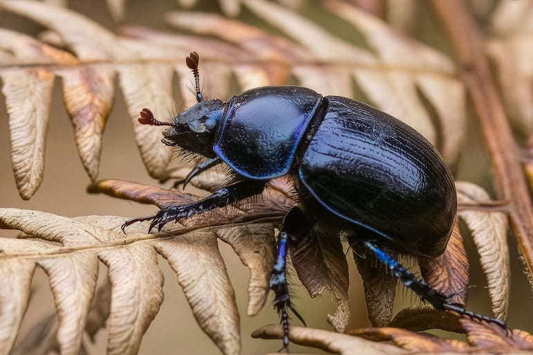 Escarabajo.