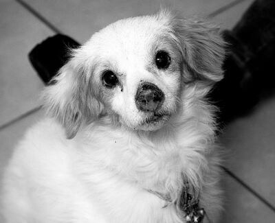 El perro Tomás fue brutalmente asesinado, según las denuncias.