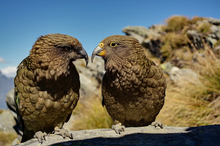 Un macho y una hembra de kea se miran mutuamente en Ben Lomond, cerca de Queenstown, Nueva Zelanda.