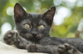 La enfermedad renal crónica es mas frecuente en pacientes gerontes, progresa desde un estadio inicial hasta un estadio terminal con síndrome urémico que puede producir la muerte del felino.