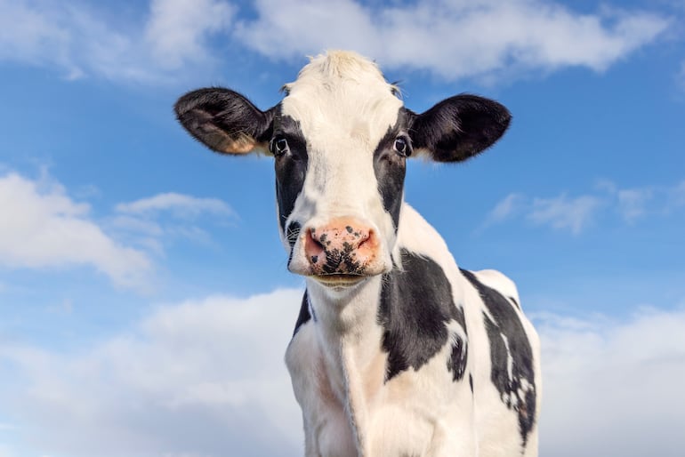 Vaca, imagen ilustrativa.