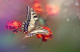 Mariposa.