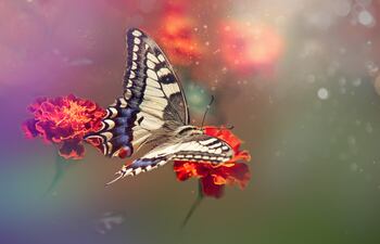 Mariposa.