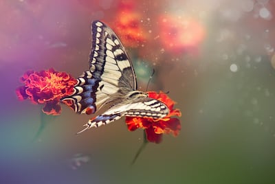 Mariposa.