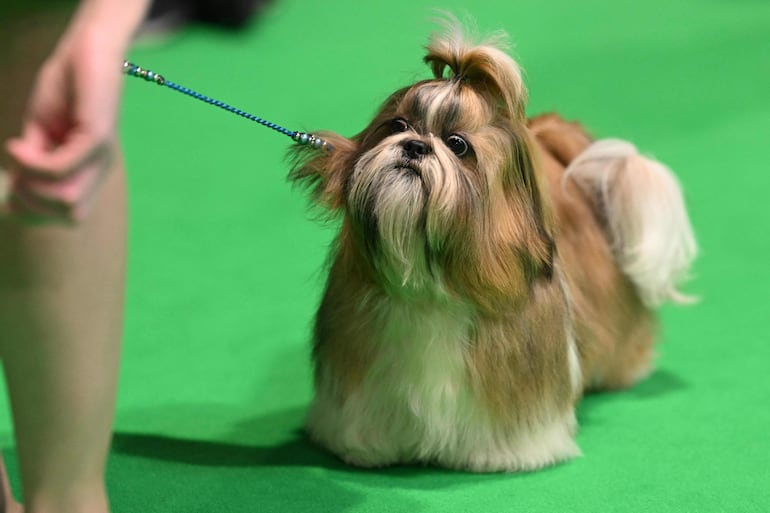 Perro de la raza shih tzu.