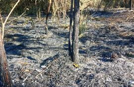 troncos quemados por el incendio