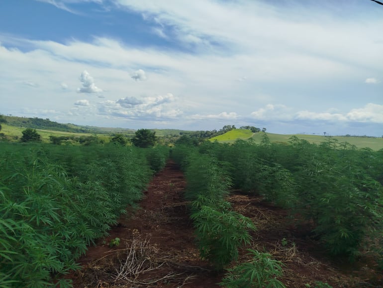 La Senad informó que detectó una gran extensión de cultivo de marihuana en Piray, Capitán Bado.