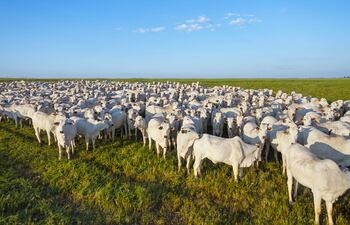 Repoblar el hato con calidad y estrategias productivas