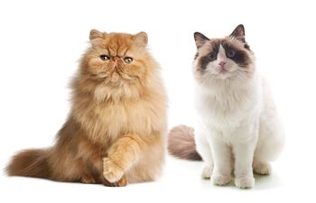 Gatos persa y Ragdoll.