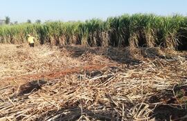 Producción de caña de azúcar se posiciona como "pilar económico y social" de Paraguay.