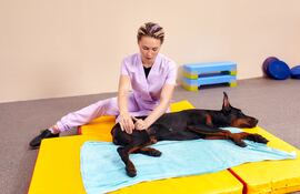 Fisioterapia veterinaria.