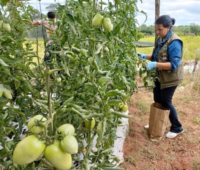 Una técnica del Senave inspecciona la sanidad de un cultivo de tomate y extrae muestras, con énfasis en buscar presencia del virus rugoso del tomate.