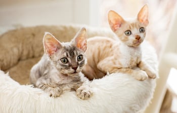 Gato Cornish Rex.