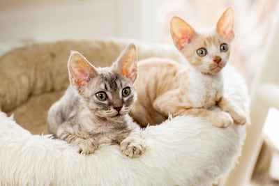 Gato Cornish Rex.