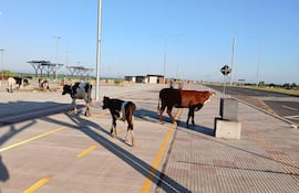 Media docena de vacas amaneció en la Costanera de Asunción este jueves.