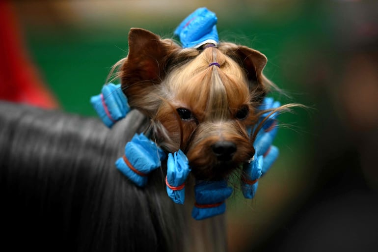 Un terrier de Yorkshire es arreglado durante el tercer día del Crufts, la exposición canina, en el National Exhibition Centre de Birmingham, en el centro de Inglaterra, el 7 de marzo de 2026.