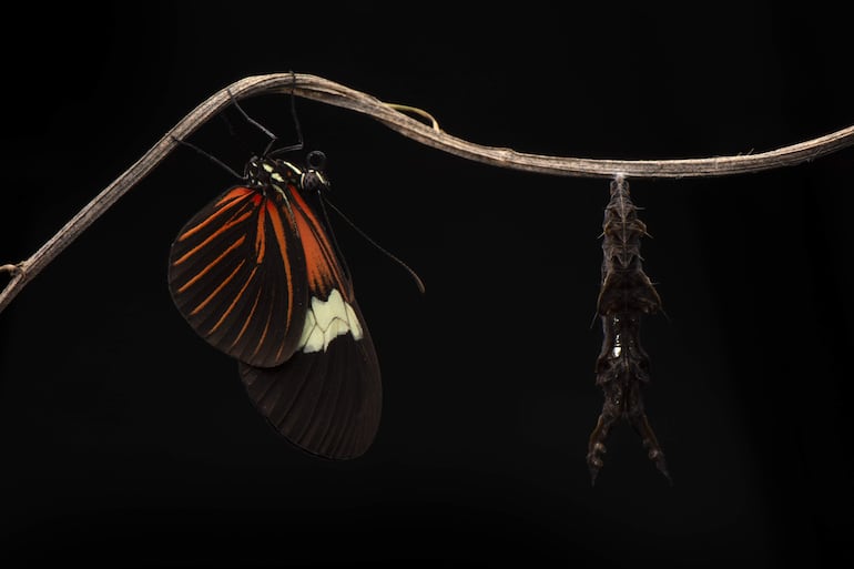Las enigmáticas mariposas del género Heliconius han fascinado a la ciencia desde hace siglos y, ahora, un grupo de investigadores acaba de descubrir uno de sus secretos: su excepcional longevidad se debe a una adaptación evolutiva para aprovechar los nutrientes del polen.