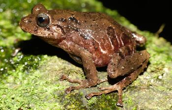 Fotografía cedida por el Instituto Nacional de Biodiversidad (Inabio) que muestra una nueva especie de rana, en Quito (Ecuador). Una especie de rana fue descubierta en Ecuador y bautizada en honor a Norma Ewing, una apasionada conservacionista y voluntaria de rescate de animales de Estados Unidos, según anunció en un comunicado Inabio.