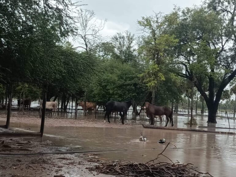 Animales de las estancias en los campos inundados, zona de Fuerte Olimpo.