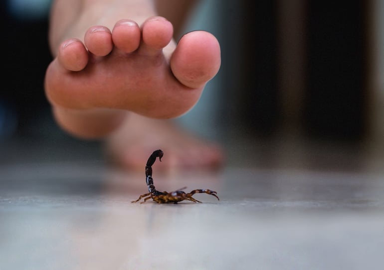 La especie Tityus trivittatus es considerada la más peligrosa.