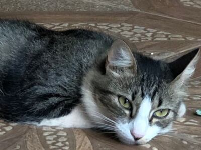 Se extravió el 13 de agosto.