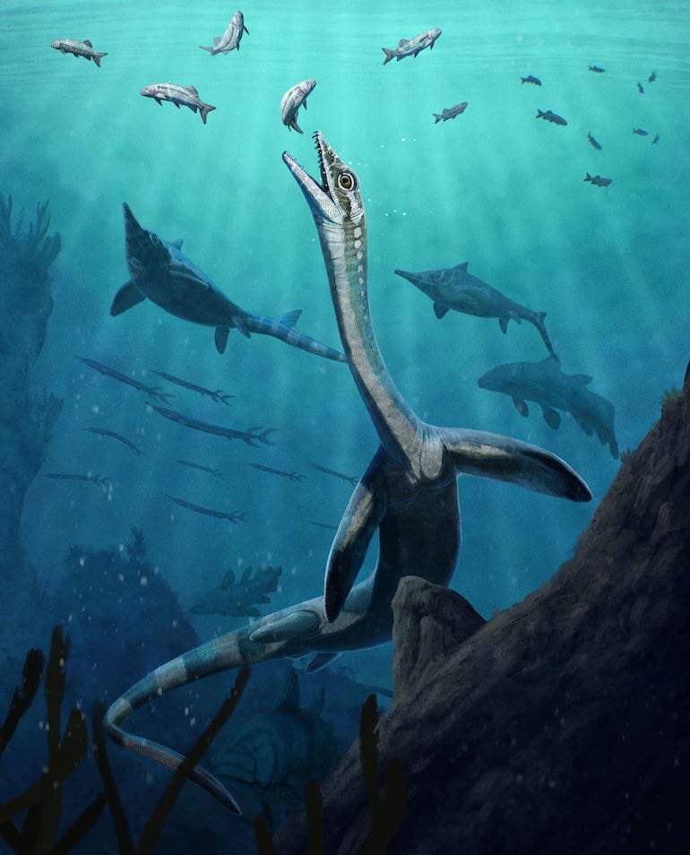 Reconstrucción del reptil marino de cuello largo Austronaga minuta.