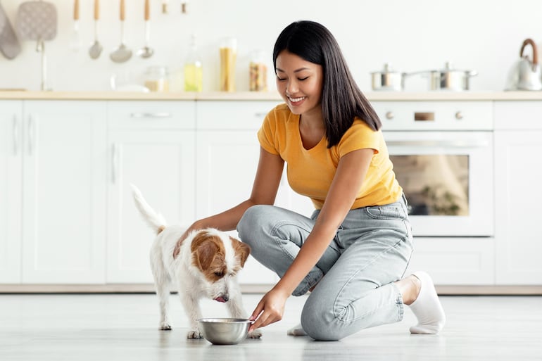 Perro border collie y su plato de comida.