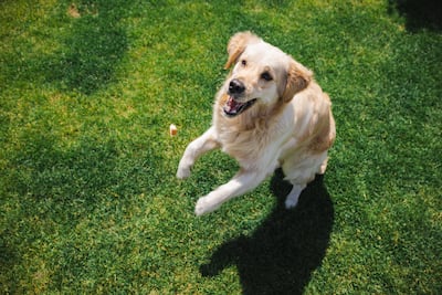 Un perro golden retriever activo.