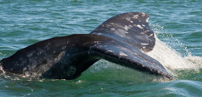 Ballena gris (Eschrichtius robustus).