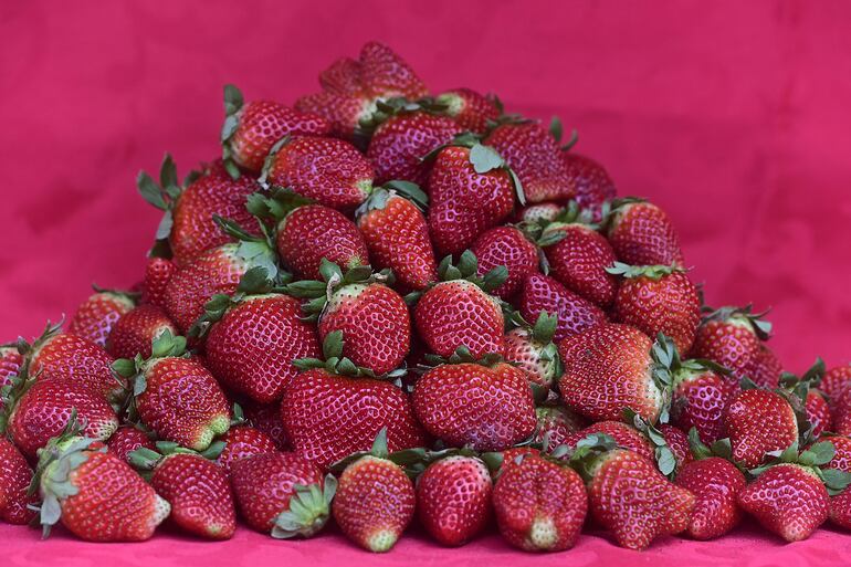 Cosecha de frutillas ofrecida en la Expo frutilla en la ciudad de Areguá.