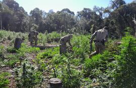 Los agentes antinarcóticos cuando destruían los cultivos de marihuana en Ñacunday.