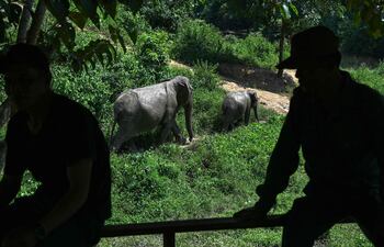 Mahouts observan a los elefantes caminando en el Centro de Conservación de Elefantes (ECC) en la provincia de Sainyabuli, en Laos. Los elefantes asiáticos, que alguna vez fueron abundantes en los bosques de Laos, han sido diezmados por la destrucción de su hábitat, el arduo trabajo en la industria maderera, la caza furtiva y las escasas oportunidades de reproducción.