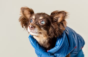 Concepto de mascota senior con problemas de visión, perro con cataratas, etc.